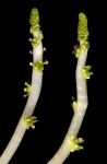 Aponogeton hexatepalus