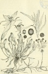 Heteranthera limosa