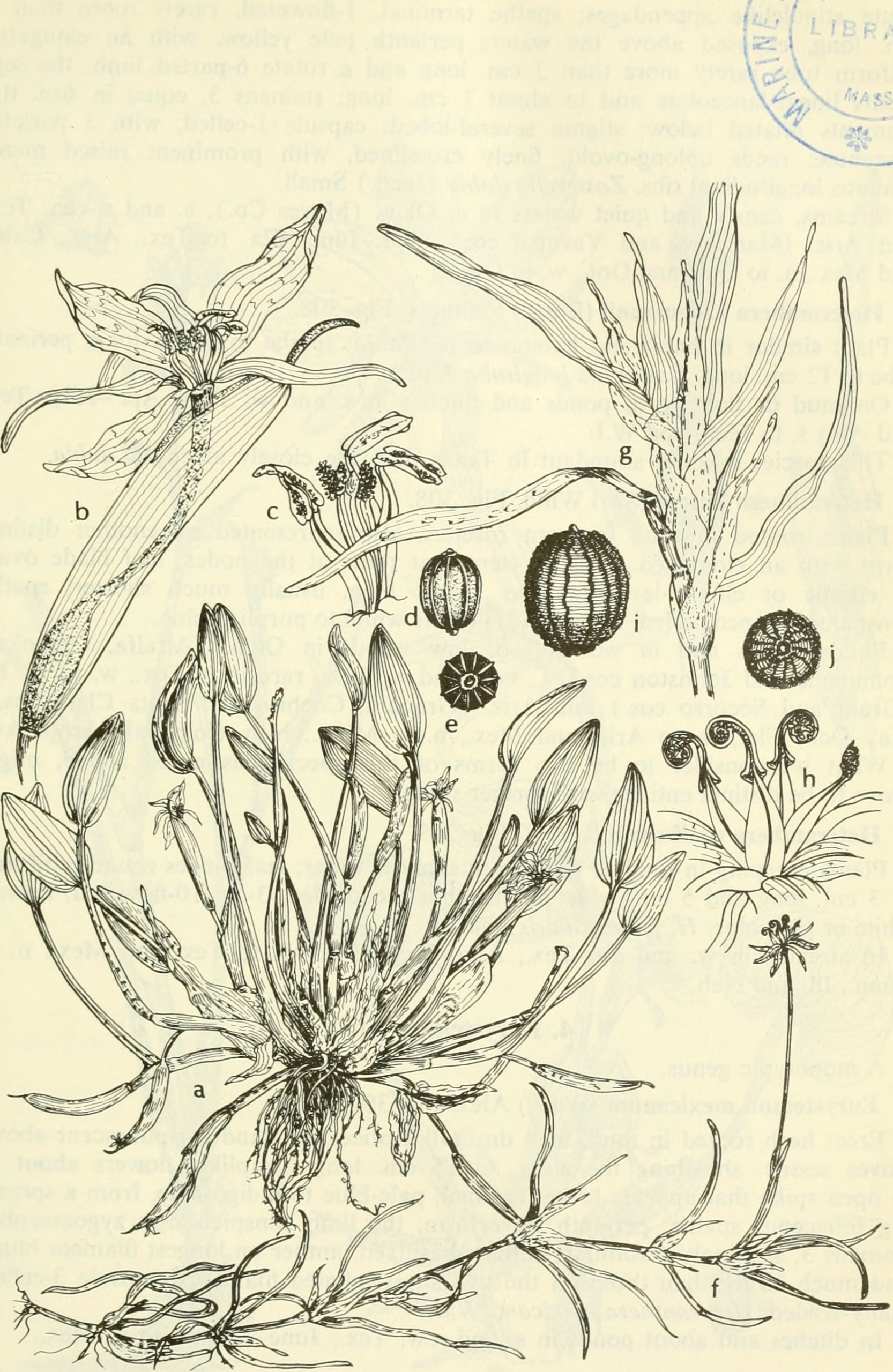 Heteranthera limosa