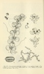 Micranthemum umbrosum