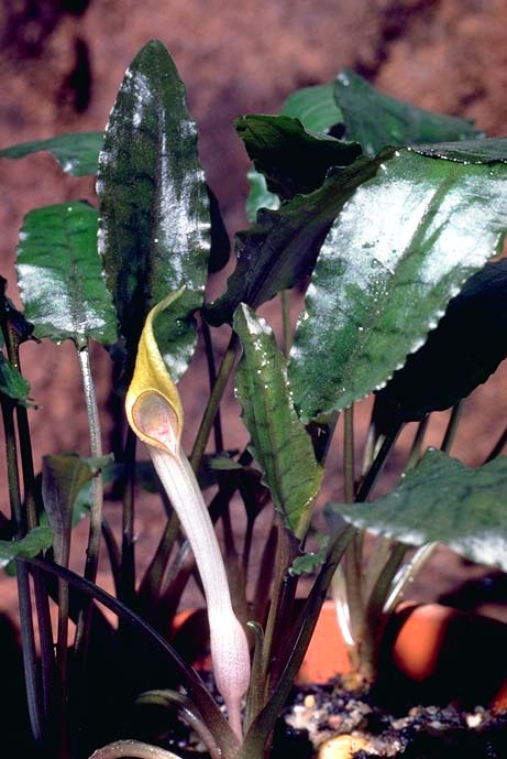 Cryptocoryne Beckettii