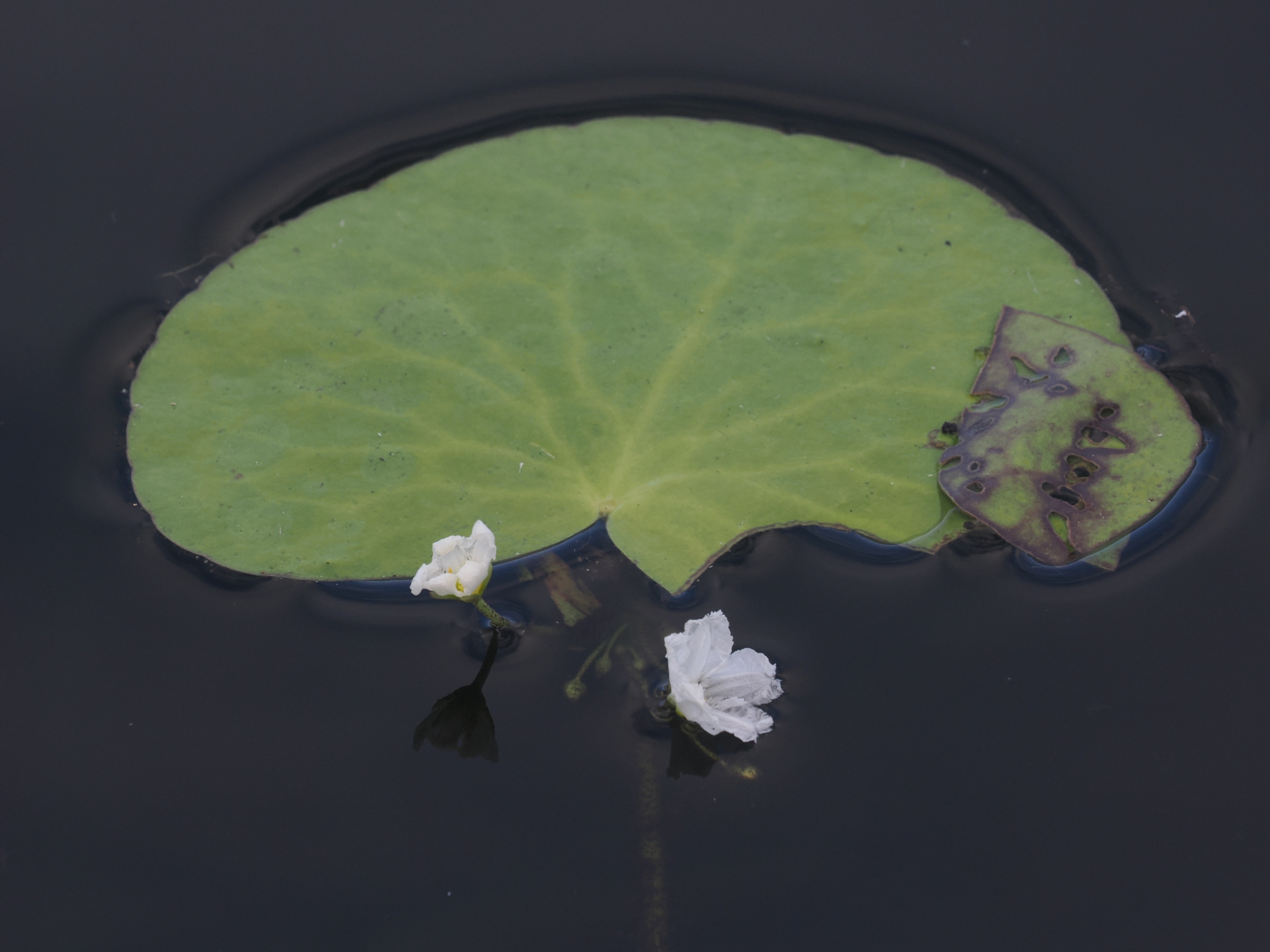 Nymphoide aquatica