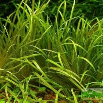 Blyxa echinosperma