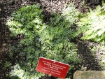 Bolbitis heteroclita