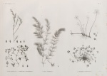 Najas graminea