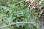 Sagittaria latifolia