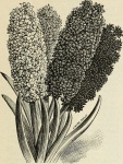 Eichornia azure