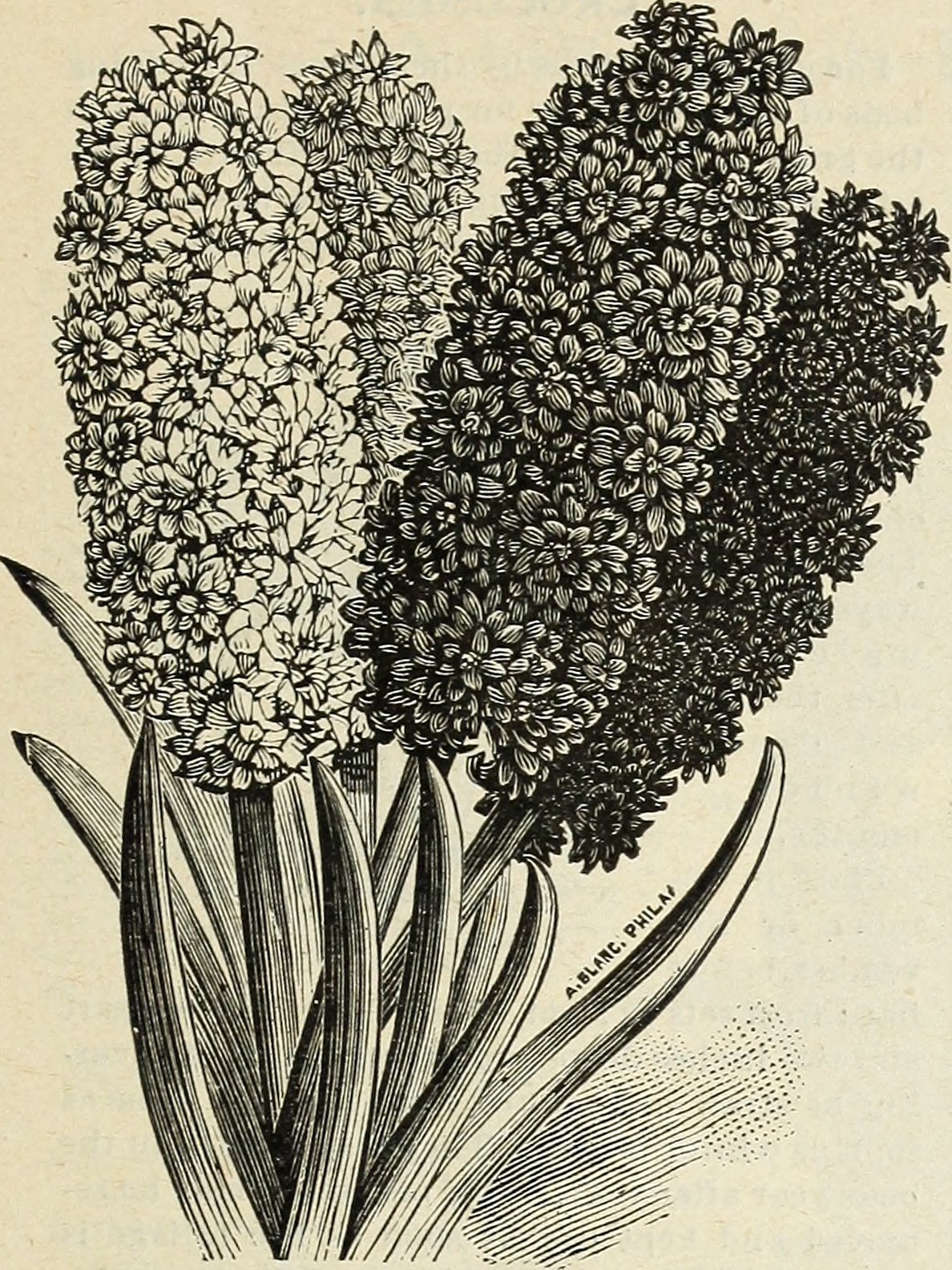 Eichornia azure