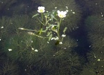Cabomba caroliniana