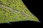 elodea canadensis