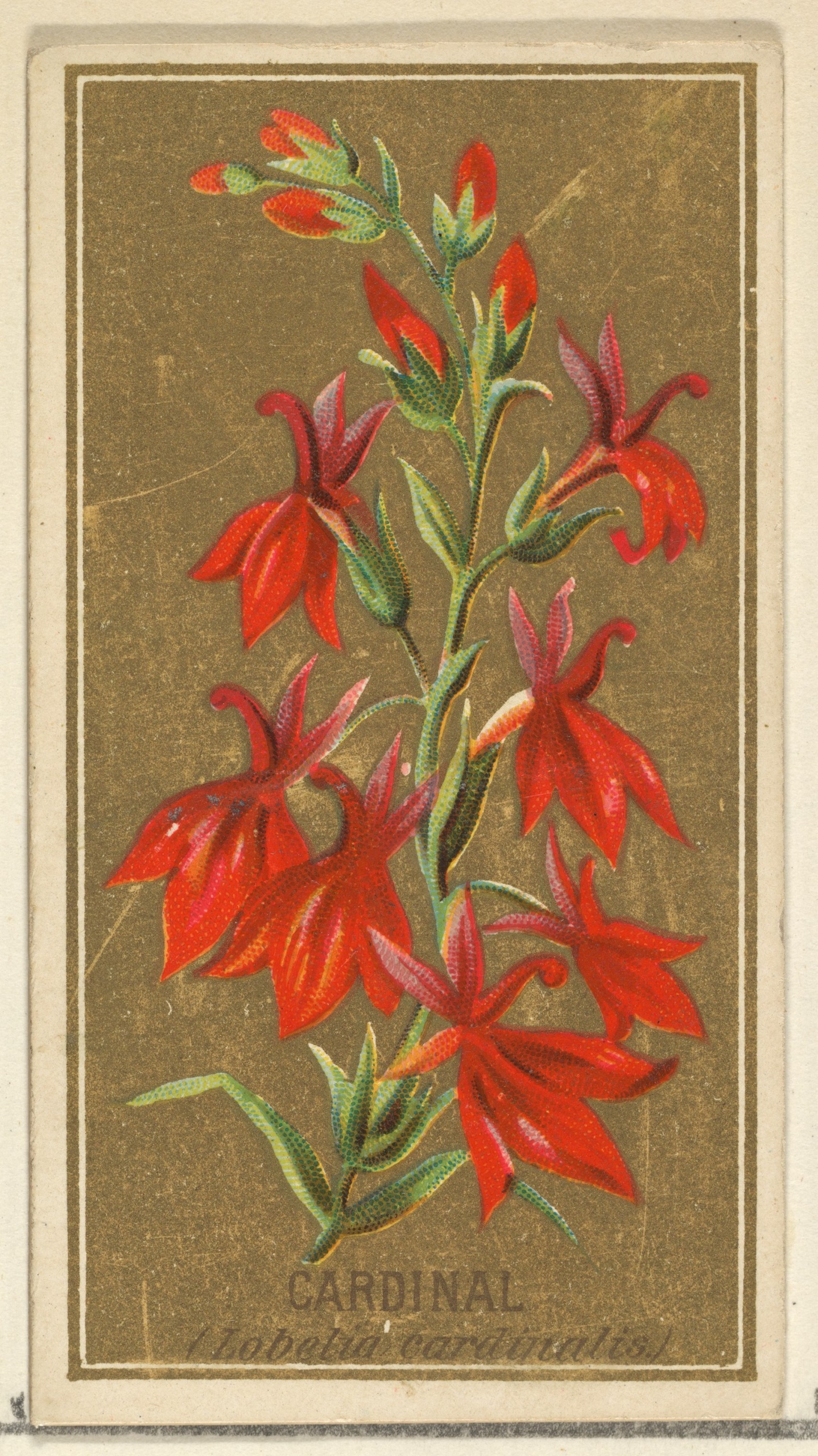 Lobelia cardinalis