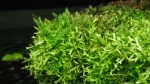 Riccia fluitans