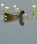 Ottelia exserta