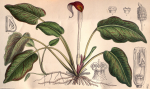 Cryptocoryne Griffithii