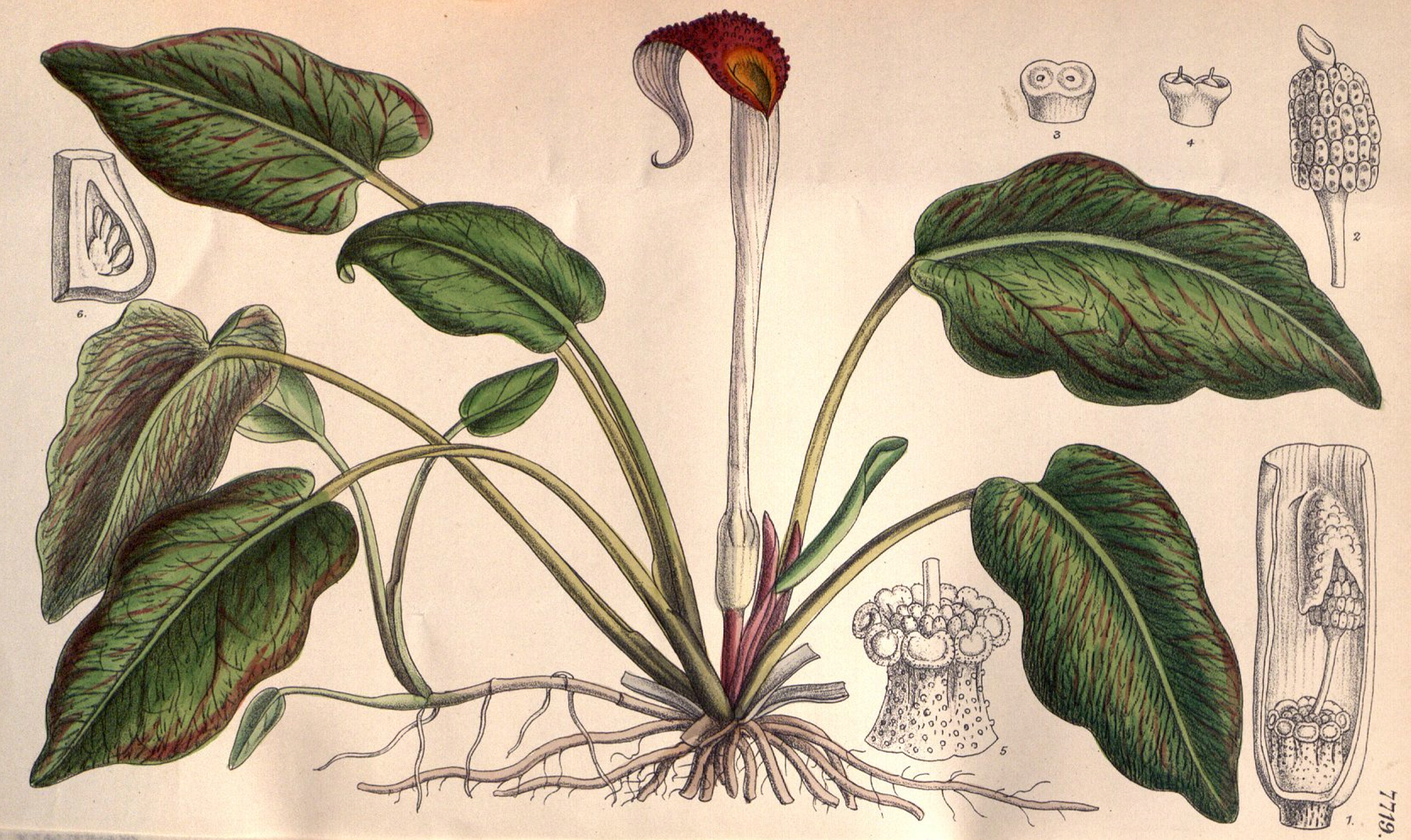 Cryptocoryne Griffithii