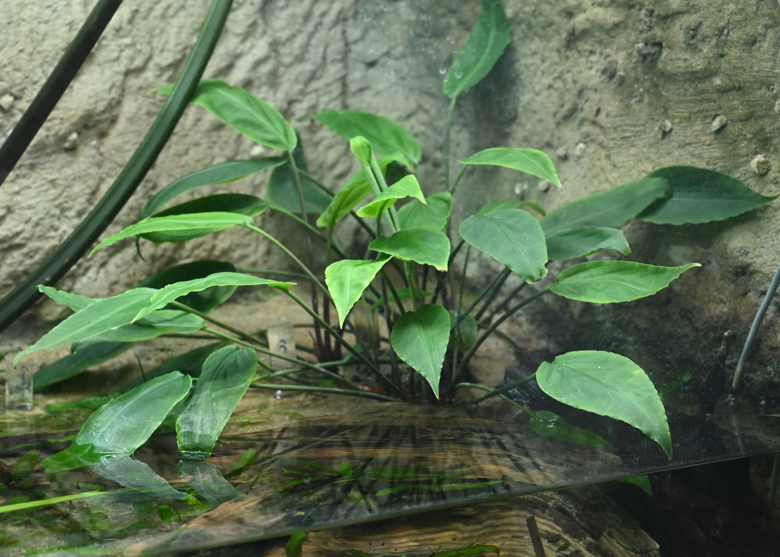 Cryptocoryne Nevillii