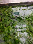 Cryptocoryne Walkeri