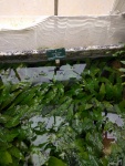 Cryptocoryne Willisii