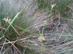 Isolepis