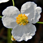 sagittaria lancifolia