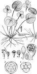 Hydrocharis morsusranae