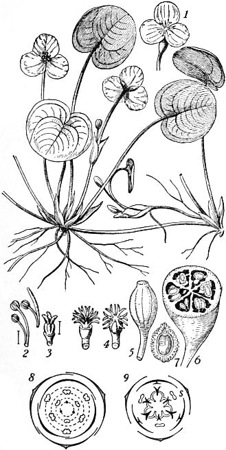 Hydrocharis morsusranae