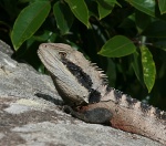 Saururus