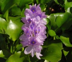 Eichornia crassipes