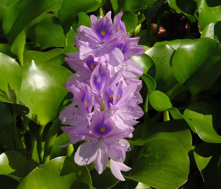 Eichornia crassipes