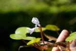 Eichornia diversifolia