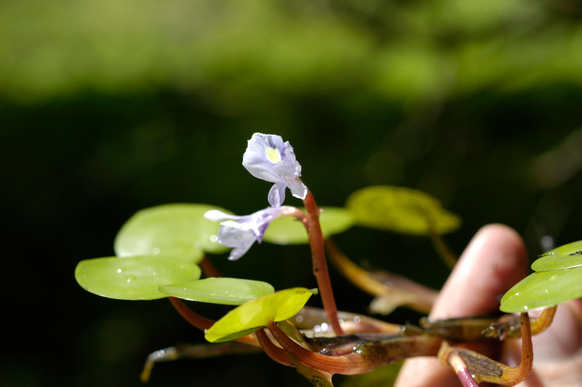 Eichornia diversifolia