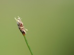 Eleocharis acicularis