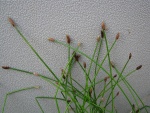 Eleocharis obtusa