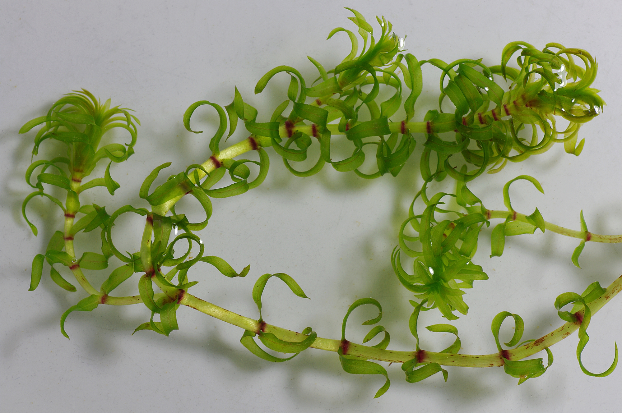 Elodea Nuttallii