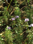 Limnophila heterophylla