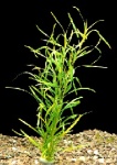 Potamogeton Gayi