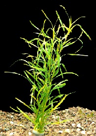 Potamogeton Gayi
