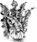 Nuphar sagittifolium