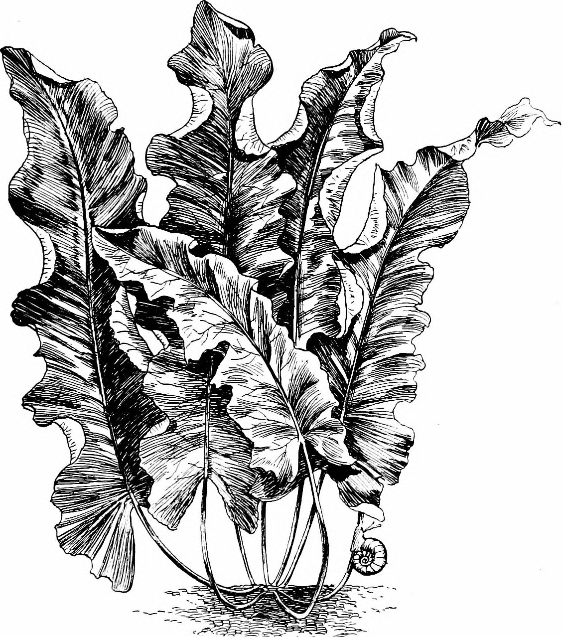 Nuphar sagittifolium