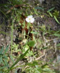 sagittaria graminea