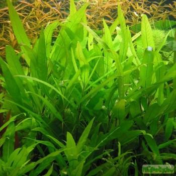 Hygrophila guianensis
