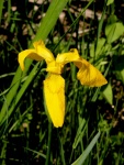 Iris pseudoacorus