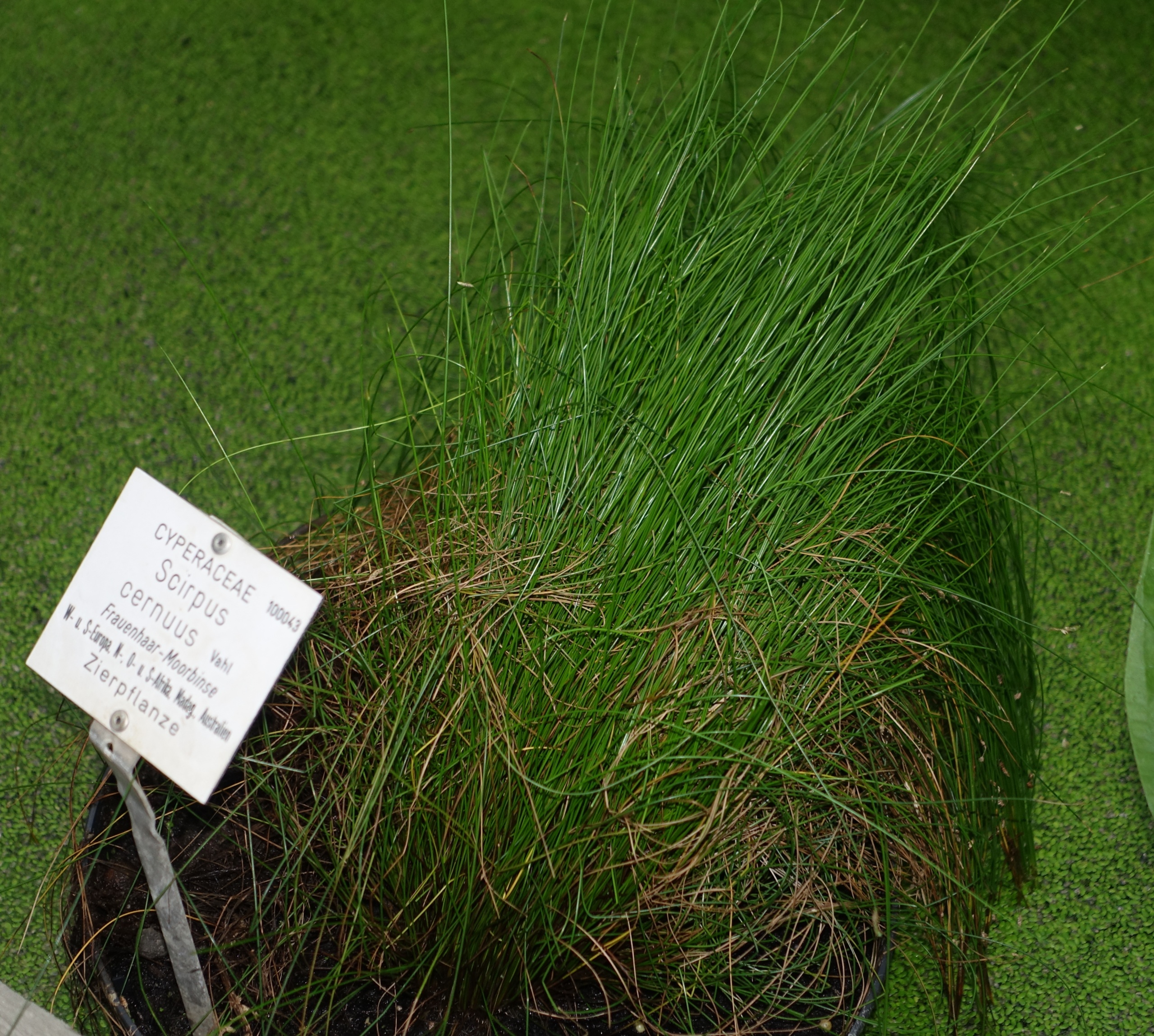 Scirpus cernuus