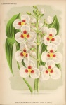 Sagittaria sagitifolia