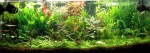 Cryptocoryne Petchii