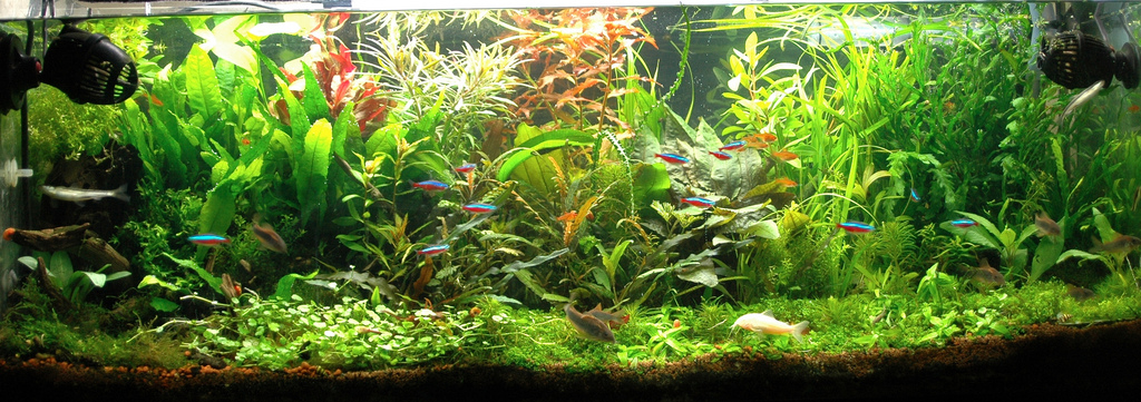 Cryptocoryne Petchii