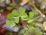 Marsilea quadrifolia