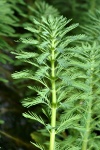 Myriophyllum brasiliense