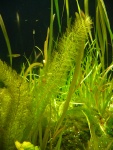 Myriophyllum hippuroides