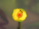 Nuphar pumilum